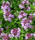 Thyme Extract 10:1  TLC antibacterial, and stop itching, alleviate stress