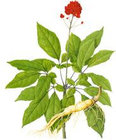 Siberian Ginseng P.E. ,Eleuthero Root P.E.,Eleutherosides(B+E) 0.8%,1.2%, Radix Notoginseng P.E, Ginseng P.E., manufactu