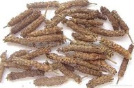 Prunella Vulgaris Extract, Goldenrod Extract, Traditional Chinese Medicine Extract, Antibacterial anti-inflammatory