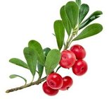 Uva Ursi Extract, Arbutin, 100% natural cosmetic ingredients, skin whitening, White Fungus Extract, Chinese herb Extract