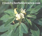 Fenugreek Seed Extract, 4-Hydroxyisoleucine 20%,40%, CAS No.: 781658-23-9, Shaanxi Yongyaun bio-Tech