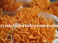 Cordyceps Sinensis Extract,Polysaccharides 15%, Enhance immunity, Reishi Mushroom Extract ,Polysaccharides 30%, Chinese