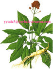 Panax Ginseng Flower P.E., Ginsenosides 80% UV& HPLC, Ginseng berry Extract, Ginseng root Extract, Ginseng stemleaf Ext