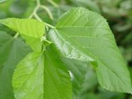 Mulberry Leaf Extract, 1-DNJ 1%, 10：1, Chinese Manufacturer, natural reduce blood glucose, High quality