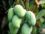 Wild Mango Extract  10:1 TLC, help weight losing, anti-diabetic,help enhance immunity, Shaanxi Yongyuan Bio-Tech