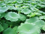 Lotus Leaf Extract nuciferine 2%-50%, 10:1 CAS NO.:475-83-2, weight control, 100% natural