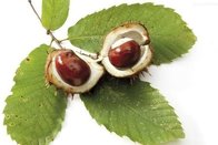 Horse Chestnut Extracts Aescin 20%, natural pharmaceutical ingredients, 98% pure ingredients