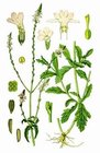 Verbena herb powder, Verbena officinalis Extract, Brown Fine Powder, Antiphlogistic, Antitumor, Shaanxi Yongyuan Bio-Tec