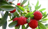 Bayberry bark Extract, Myrica rubra extract, CAS No: 529-44-2, natural ingredient Myricetin