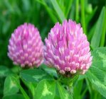 Red Clover Extract, soflavones 2.5% 8% 20% 40% HPLC, Chinese exporter with high quality, sShaanxi Yongyuan Bio-Tech