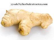 Ginger Extract Powder, water soluble Ginger Powder, Gingerol raw material, manufacturer, food, cosmetics, drinks