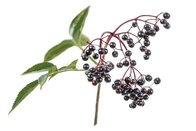 Black Elderberry Extract, Anthocyanin, Anthocyanidins,  European elderberry Extract, Black elder powder，Yongyuan Bio