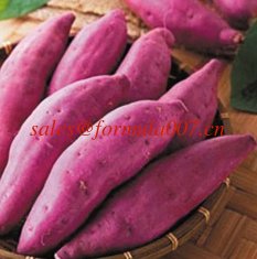 China natural organic purple sweet potato farm foods supplier