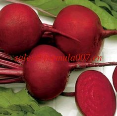 China natural organic russian red beets farm foods supplier