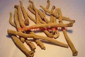 China natural herbal medicinal edible tea Radix Isatidis honeysuckle Eleutherococcus Gynostemma supplier
