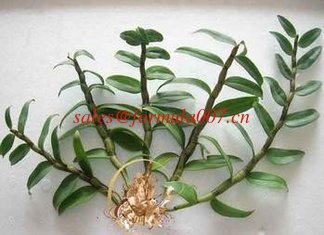 China natural bulk herbs exported TCMs dendrobe Wolfberry Momordica grosvenori supplier
