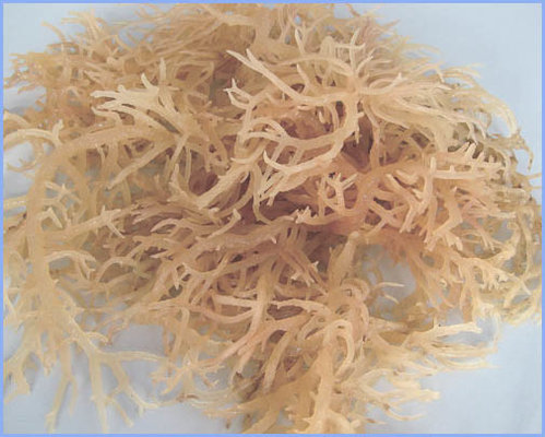 Good quality and fast supply ability semi refined Kappa carrageenan with particle size 120 mesh for E standard China