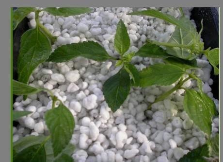 Expanded Perlite For Urban Agriculture Hydroponics With Good Price