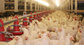 Automatic poultry farm equipment for chicken