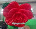 Inflatable Stand&Hanging Flower for Wedding, Party, Concert and Events