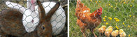 Hot Sales HPS Fence Poultry Chicken Netting Chicken Wire Netting in Australia