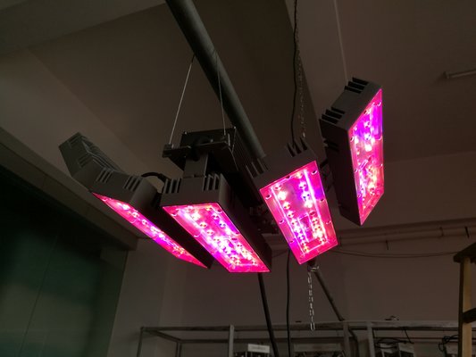China XL/HR spectrum light Adjust plant light LED Growing Light  for  foliage plants hanging plant light cultivation supplier
