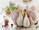 Our Exports of Garlic to Brazil Increased by 50% supplier