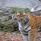 Stainless Steel X-Tend Mesh For Tiger Mesh,Zoo Animal Enclosure Fence