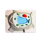 Relief model of plant cell
