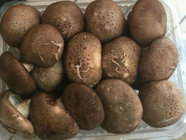 Fresh Shiitake Mushroom
