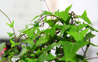 ISO/HACCP Factory Supply Hederagenin Hedera Helix Extract Chinese Ivy Stem Extract