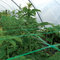 Plant  support netting / climbing plant mesh/plant support mesh supplier