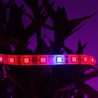 Full Spectrum Plant Grow Led Grow Lights 12V 5050 300 Led Strip