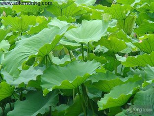 herb medicine lotus leaf extract weight lose --Nelumbo Nucifera Gaertn. -Folium Nelumbinis