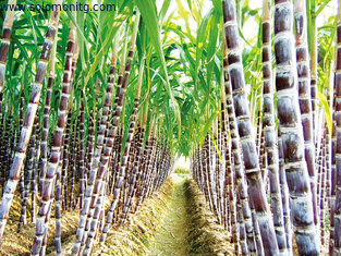 Top Quality 100% natural 98% Octacosanol sugar cane extract -Sugar Cane Wax