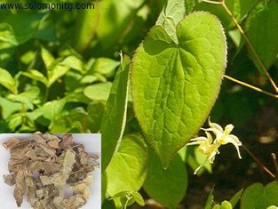 Powder Form Herb Epimedium 20% icariin extract--Herb Epimedium