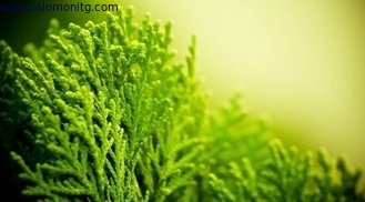 Top Quality Fucoxanthin Kelp Extract or Seaweed Extract for healthcare ingredients