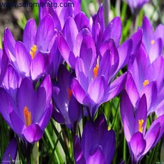 Women's Beauty Product 100% Natural Saffron Extract --Crocus sativus