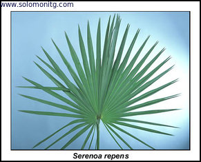 100% Natural 25-45% Fatty Acid Fine Powder Saw Palmetto Extract --Serenoa repens