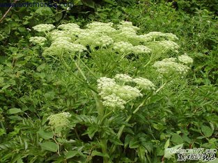 Top quality pure natural angelica root extract 10:1 --Angelica Sinensis(Oliv.)Diels