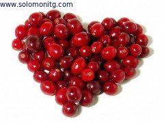 cranberry extract， Vaccinium Macrocarpon L powder 25% anthocyanidin free sample