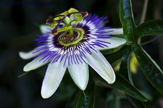 China 100% Natural Passion Flower Extract with 3% Flavones -Passiflora incarnata L. supplier
