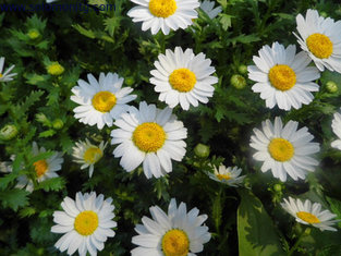 feverfew herb extract /high quality feverfew extracts / 100% natural feverfew extract