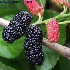 China High Quality Mulberry Fruit Powder Extract / Mulberry Fruit P.E. -- Morus alba L. supplier