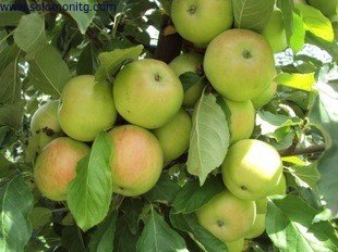 100% Natural Pure Apple extract/ Green Apple extract powder/Apple polyphenols 70% 80%, Phloretin 70%, 98%,CAS No: 60-82-