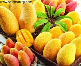 China For beverage mango juice powder factory price/pure african mango powder sample free supplier