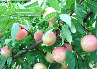fruit powder fruit juice powder china supplier-factory price juicy peach flavor powder