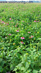 China herbal extract Echinacea Purpurea Extract/echinacea purpurea root extract supplier