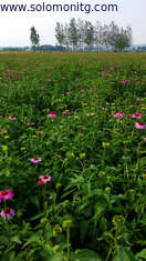 China Echinacea Purpurea 1%, 2%, 4%( Chicory Acid) HPLC, polyphenol 4% supplier