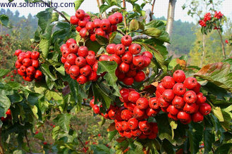 China Chinese new harvest Hawthorn Fruit Extract,High Quality Chinese Hawthorn Fruit Extract supplier